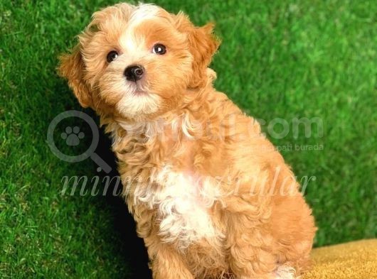 Maltipoo Adi Altinda Renkli Terrier Almayin görsel