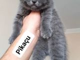 Scottish Fold & Scottis Straight & British Shorthair Yavrularımız Sizi Bekliyor.