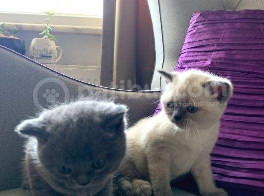 Yumoş Patiler görsel