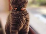 Scottish Fold & Scottis Straight & British Shorthair Yavrularımız Sizi Bekliyor.