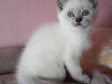 Scottish Fold & Scottis Straight & British Shorthair Yavrularımız Sizi Bekliyor.