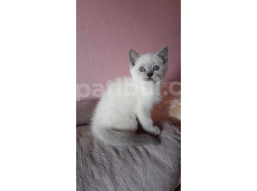 Scottish Fold & Scottis Straight & British Shorthair Yavrularımız Sizi Bekliyor. görsel