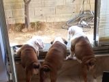 İngiliz Bulldog Yavrularım