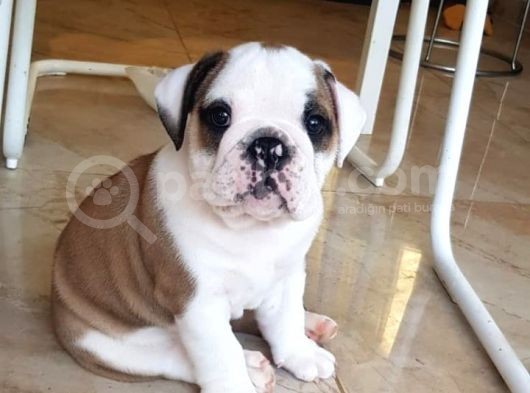 İngiliz Bulldog Yavrularım görsel