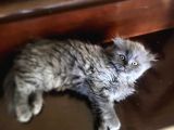 Scottish Fold Longhair Blue 4 Aylık Dişi Sıfır Kulak