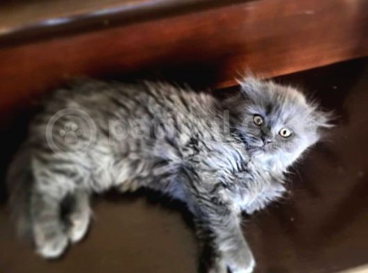 Scottish Fold Longhair Blue 4 Aylık Dişi Sıfır Kulak görsel
