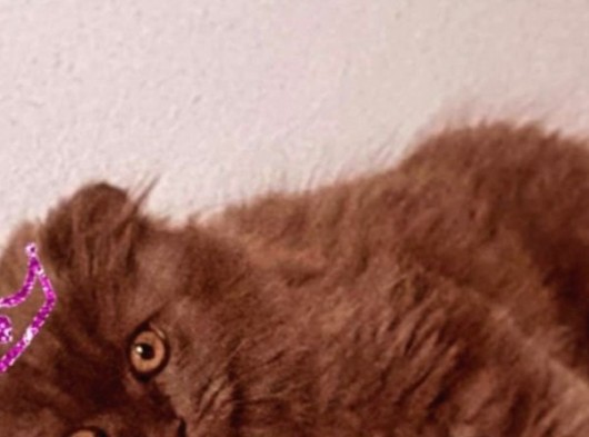 Scottish Fold Longhair Blue 4 Aylık Dişi Sıfır Kulak görsel