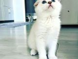 Scottish Fold Silver Aqua Eyes Erkek