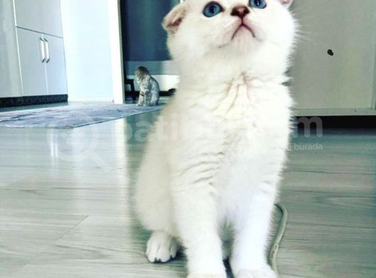 Scottish Fold Silver Aqua Eyes Erkek