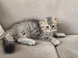 Veteriner Kontrollü Aşılı Scottish Longhair/Bluepoint Yavrular