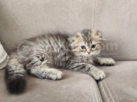 Veteriner Kontrollü Aşılı Scottish Longhair/Bluepoint Yavrular görsel