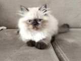 Veteriner Kontrollü Aşılı Scottish Longhair/Bluepoint Yavrular