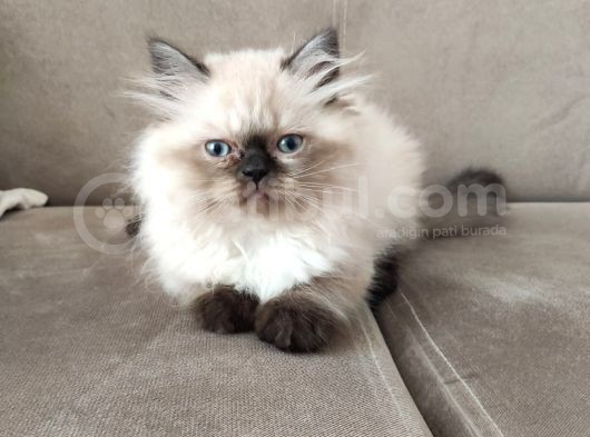 Veteriner Kontrollü Aşılı Scottish Longhair/Bluepoint Yavrular görsel