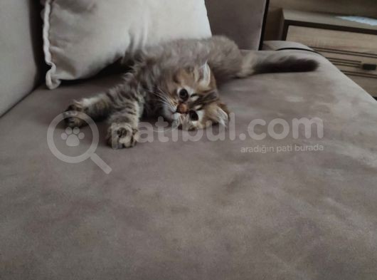 Veteriner Kontrollü Aşılı Scottish Longhair/Bluepoint Yavrular
