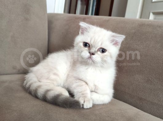 Veteriner Kontrollü Aşılı Scottish Longhair/Bluepoint Yavrular görsel