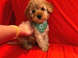 Safkan Toy Poodle Yavrularimiz