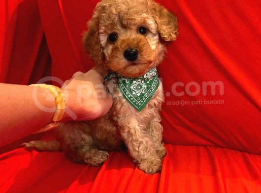 Safkan Toy Poodle Yavrularimiz görsel