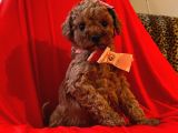 Safkan Toy Poodle Yavrularimiz