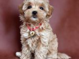 Orjinal Maltipoo Renkli Terrierler Ile Karistirmayin