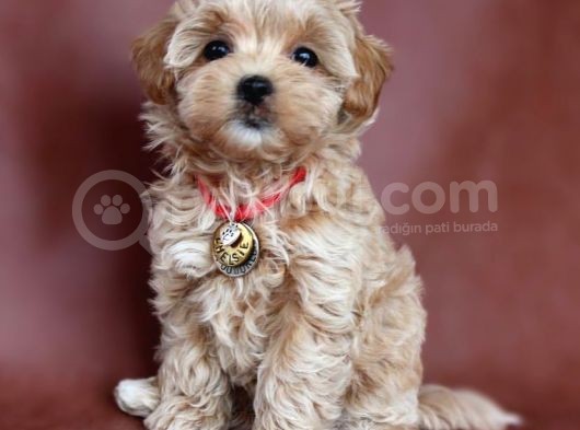 Orjinal Maltipoo Renkli Terrierler Ile Karistirmayin görsel