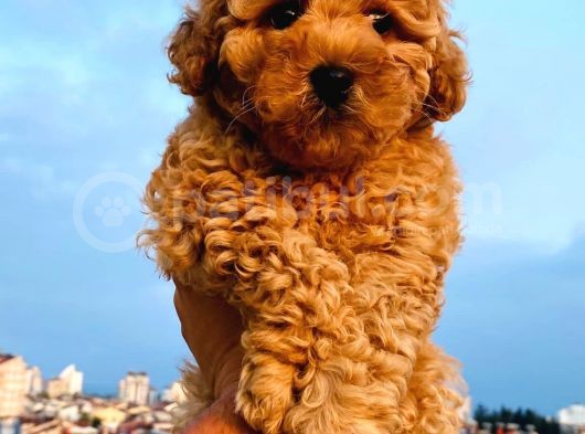 Poodle Yavrularımız Gelmiştir