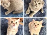 Sevimli Scottish Fold ve British Shorthair Dişi Bebekler