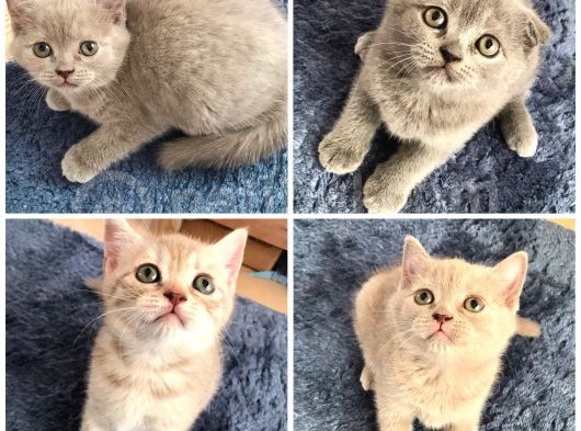 Sevimli Scottish Fold Ve British Shorthair Dişi Bebekler