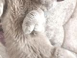 Sevimli Scottish Fold Ve British Shorthair Dişi Bebekler