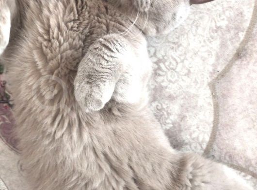 Sevimli Scottish Fold Ve British Shorthair Dişi Bebekler görsel