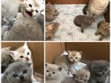 Sevimli Scottish Fold Ve British Shorthair Dişi Bebekler