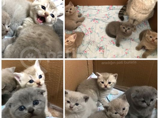 Sevimli Scottish Fold Ve British Shorthair Dişi Bebekler görsel