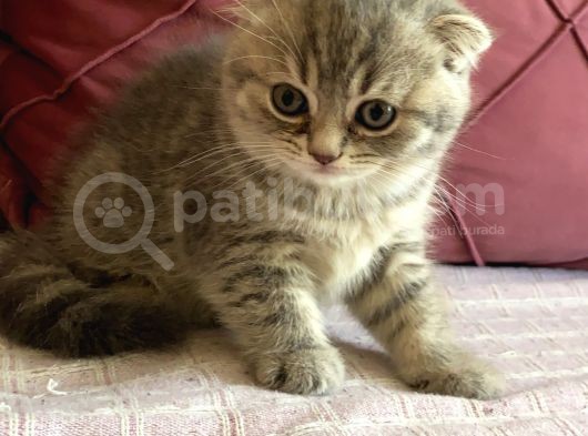 23 Mayıs Doğumlu  Dişi Scottish Fold Yavrumuz görsel