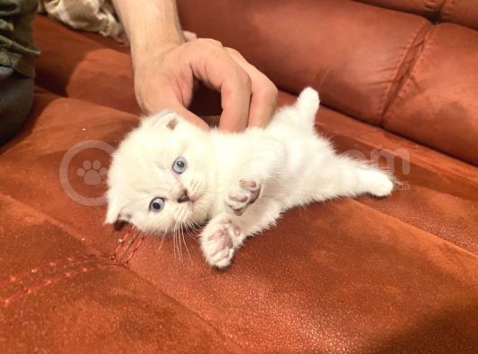 2 Aylık Scottish Fold Eğitimli Kedi