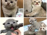 Sevimli Scottish Fold Ve British Shorthair Dişi Bebekler