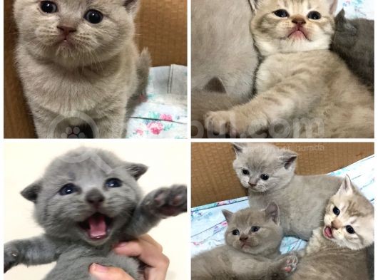 Sevimli Scottish Fold Ve British Shorthair Dişi Bebekler görsel