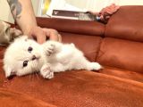 2 Aylık Scottish Fold Eğitimli Kedi