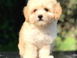 Orjinal Maltıpoo Yavrumuz