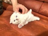 2 Aylık Scottish Fold Eğitimli Kedi