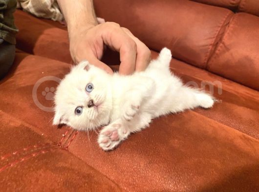 2 Aylık Scottish Fold Eğitimli Kedi görsel