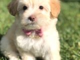 Latte Renk Maltıpoo Yavrumuz
