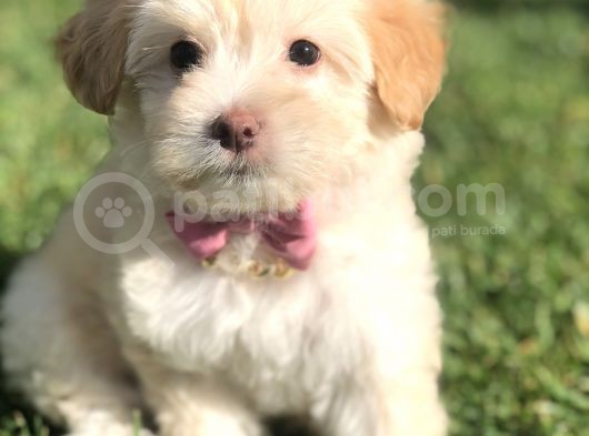 Latte Renk Maltıpoo Yavrumuz görsel