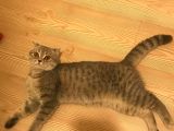 Sevimli Scottish Fold Ve British Shorthair Dişi Bebekler
