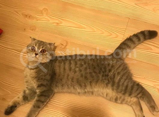 Sevimli Scottish Fold Ve British Shorthair Dişi Bebekler görsel
