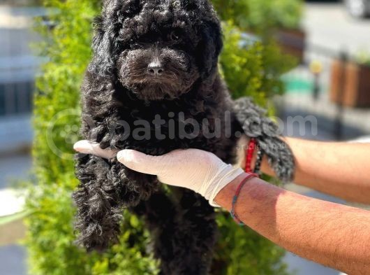 Siyah Toy Poodle Yavrular görsel