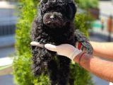 Siyah Toy Poodle Yavrular