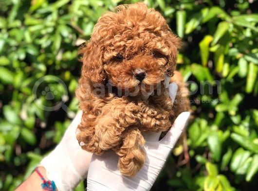 Toy Poodle Yavrular  ( Red,Red Brown,Apricot,Silver,Siyah) görsel