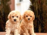 Toy Poodle Yavrular  ( Red,Red Brown,Apricot,Silver,Siyah)