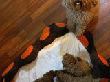 Toy Poodle Yavrular  ( Red,Red Brown,Apricot,Silver,Siyah)