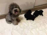 Toy Poodle Yavrular  ( Red,Red Brown,Apricot,Silver,Siyah)