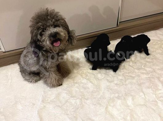 Toy Poodle Yavrular  ( Red,Red Brown,Apricot,Silver,Siyah) görsel